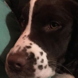 Meet your Posher, Emile